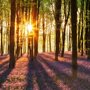 the sun shining through trees