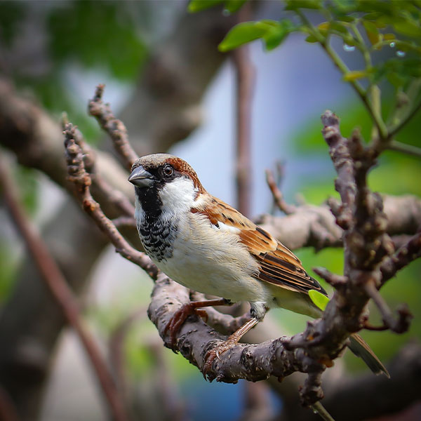 house sparrow perched on a branch