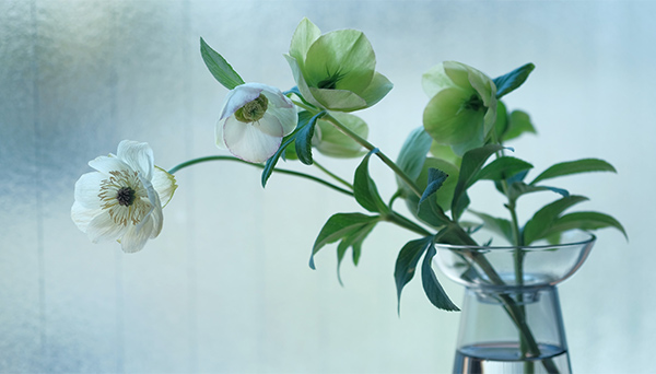 Helleborus, a flower associated with penance