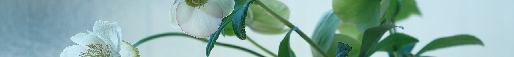 Helleborus, a flower associated with penance