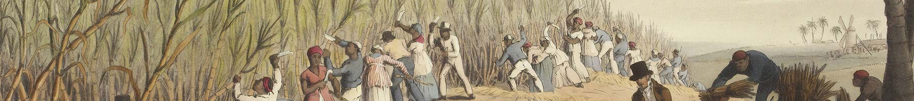illustration of slaves working in a sugarcane plantation