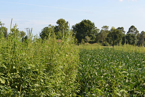 Palmer Amaranth growing in a soybean field