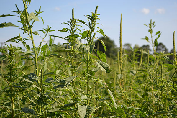 Palmer Amaranth growing in a field