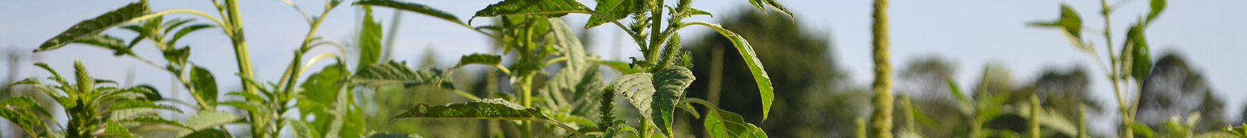 weeds in a field