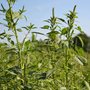 weeds in a field