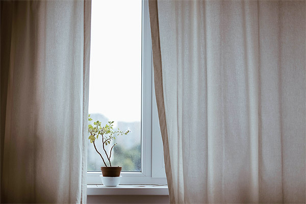 potted plant on a windowsill