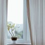 plant on a windowsill