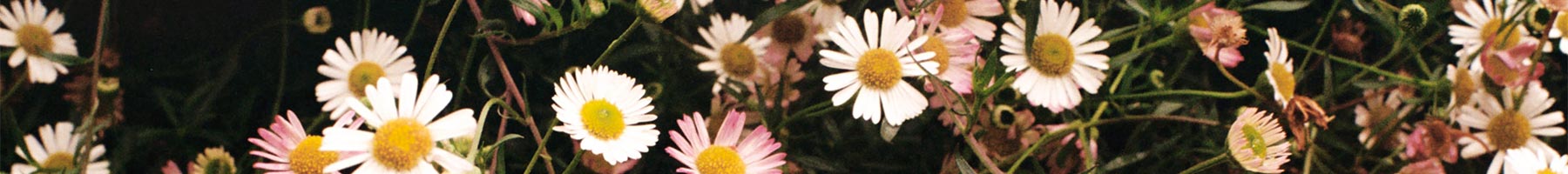 pink and white daisies