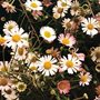 pink and white daisies