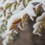 snow covered leaves