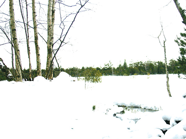 small grove of birch trees in the snow