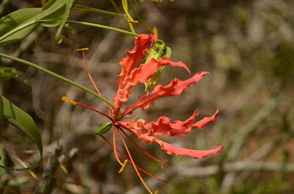 Gloriosa superba flower