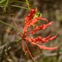 Gloriosa superba flower