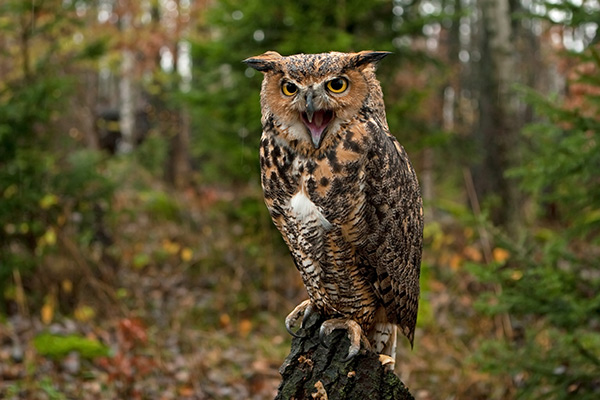 great horned owl in the woods
