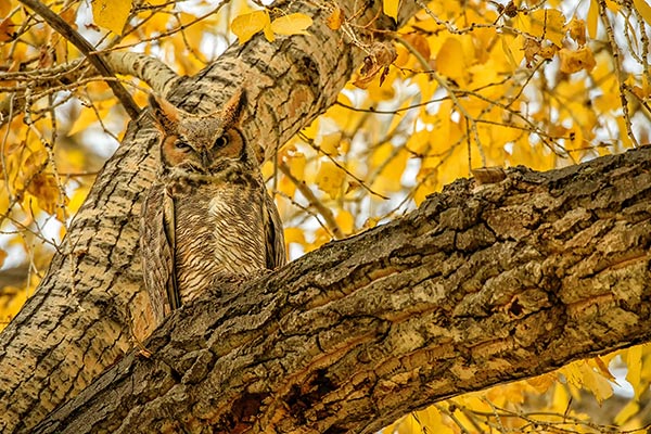 Great horned owl in cottonwood tree in the fall