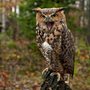 great horned owl in the woods