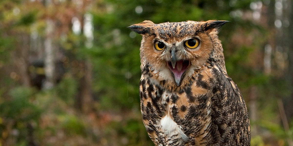 Owl - Wikipedia Owl rock technology finance corp