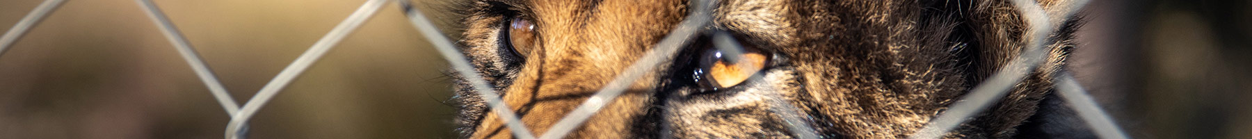 leopard behind a chain-link fence