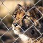 leopard behind a chain-link fence
