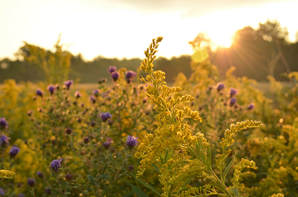 field of goldenrod