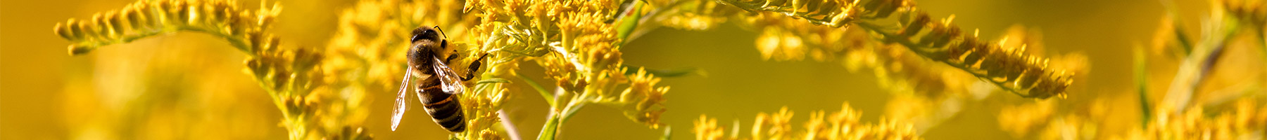 Goldenrod