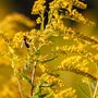 Goldenrod