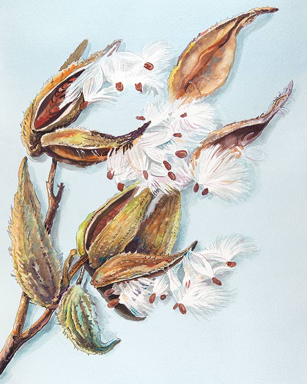 watercolor illustration of milkweed pods