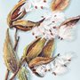 watercolor illustration of milkweed pods