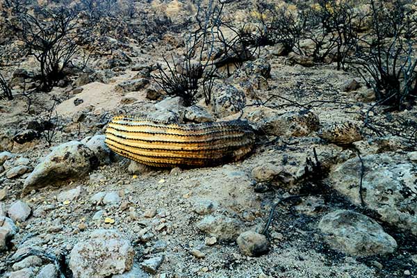 Scorched cactus in the desert near Phoenix, AZ