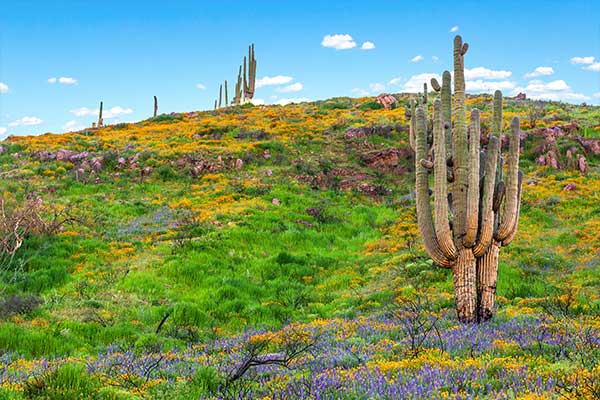 Swaths of colorful blooms between saguaro cactus after a rainfall in the Sonoran Desert