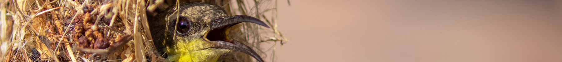 a sunbird peering out of a nest