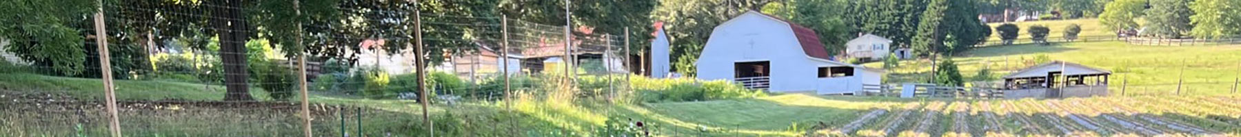 a row of zucchini plants in front of a white barn