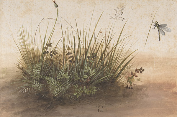 Hans Hoffmann, A Small Piece of Turf, watercolor, 1584.  