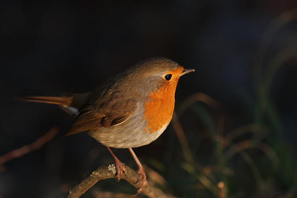 a European robin on a branch