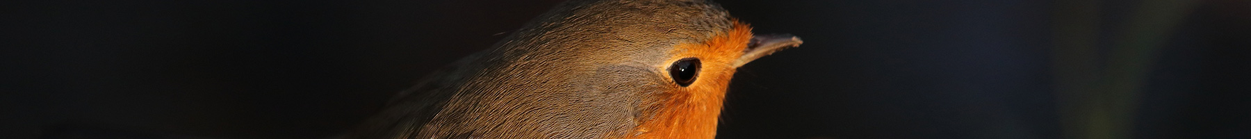 a European robin on a branch