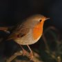 a European robin on a branch