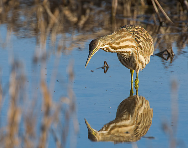 a heron standing in water