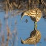 a heron standing in water