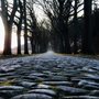 a cobblestone road at dusk
