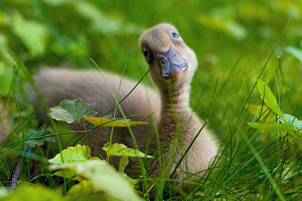 a brown duck in the grass