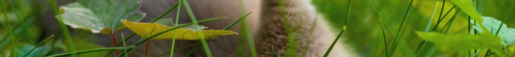 a brown duck in the grass