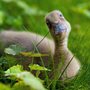 a brown duck in the grass