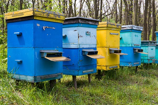 colorful beehives in a forest