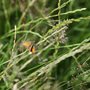 meadow grass and a butterfly