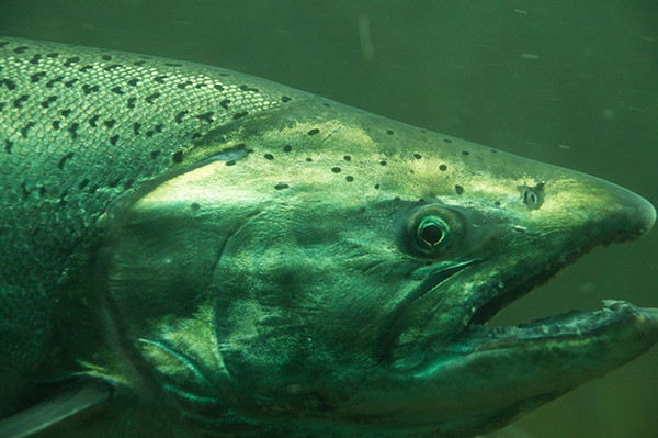 a large Chinook salmon