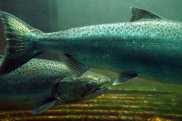 two Chinook salmon swimming