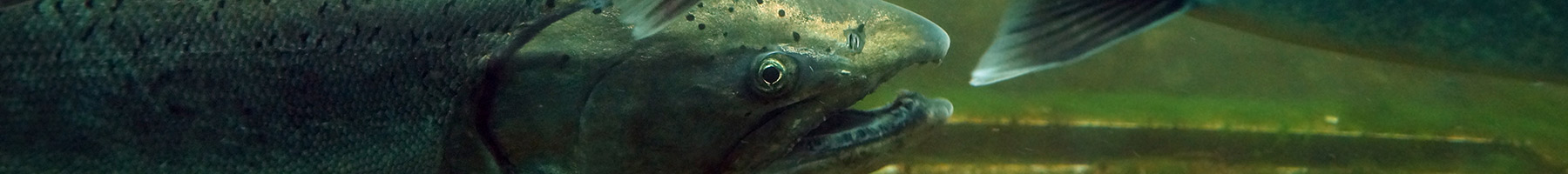 two Chinook salmon swimming