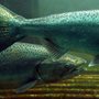 two Chinook salmon swimming