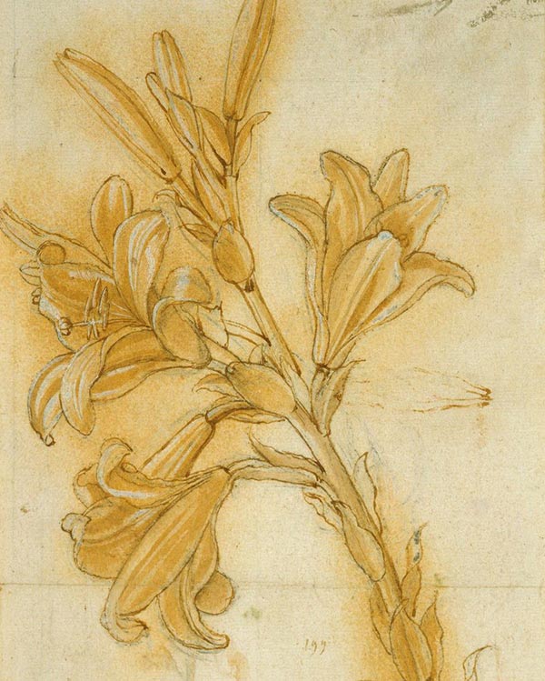 illustration of a lily