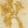 illustration of a lily